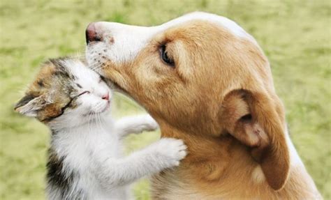 The kitten hugs the puppy HD Background Image | StoreWinner