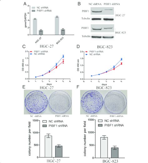 Knockdown Of Pibf Inhibited Proliferation And Colony Formation Of Gc