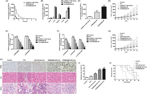 Pharmacokinetics Tumor Targeting Efficacy And Anti Tumor Effect Of