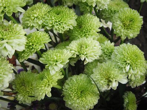Crisantemos verdes