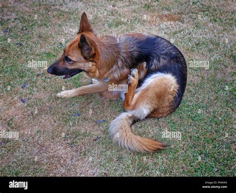 German Shepherd Scratching Herself On A Hot Day Stock Photo Alamy