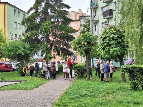 Cud w Parczewie ludzie modlą się przy drzewie Co na to kuria