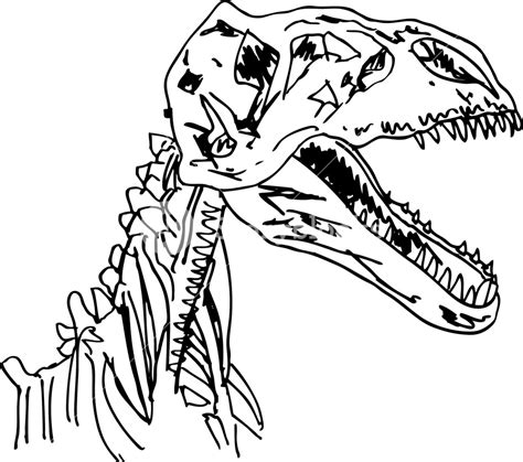 Dinosaur Fossil Drawing At Paintingvalley Explore Collection Of