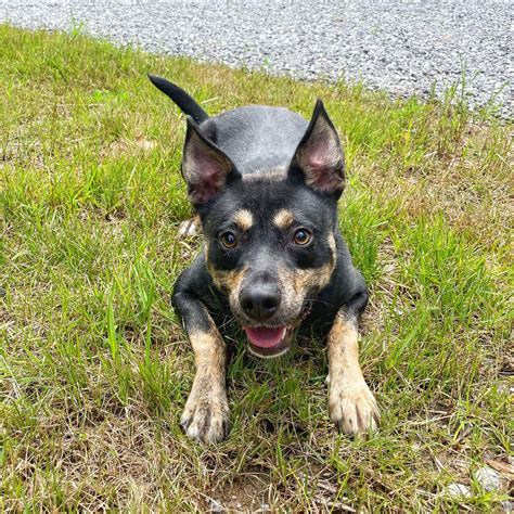 jacksonville nc animal hospital