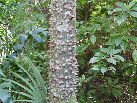 Ceiba Pentandra Kapok Tree Growing In Miami Florida Kyle Wicomb