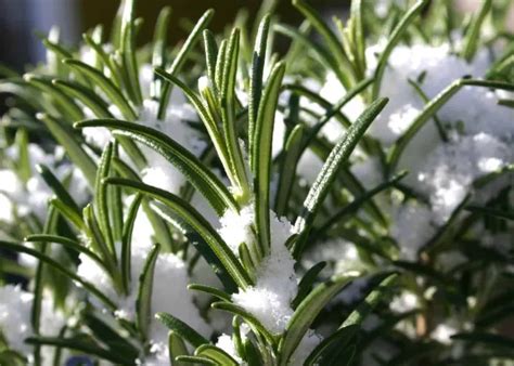 Plantes aromatiques qui résistent au froid Nos top 5