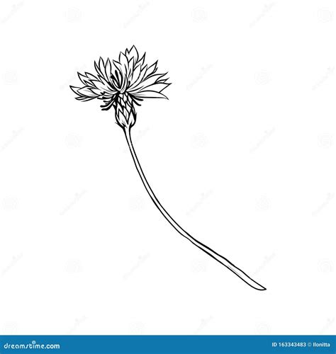 Cornflower Monochrome Freehand Sketch Stock Vector - Illustration of ...