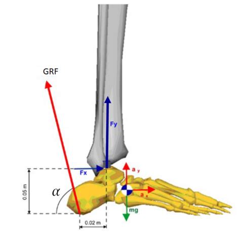 Solved During Walking The Foot Moves Into Plantarflexion