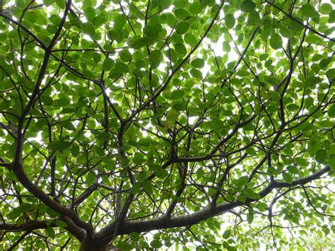 canopy leaves tree  photo  pixabay pixabay