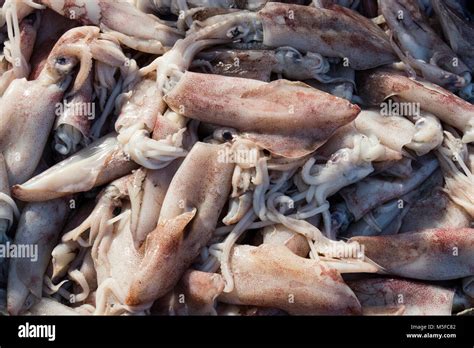 Market Squid Underwater Hi Res Stock Photography And Images Alamy