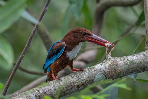 Behavioral Problems In Birds Symptoms Causes Diagnosis Treatment