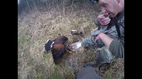 Hunting With Harris Hawks February 2017 Last Day Of Season Youtube