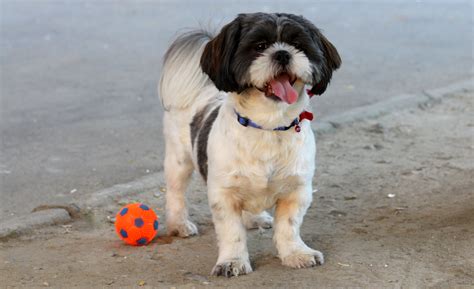 88+ Shih Tzu Lhasa Apso Mix Puppies - l2sanpiero