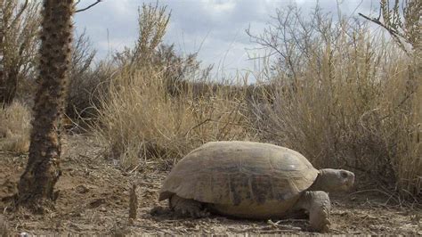 Desierto De Chihuahua El Hogar De La Tortuga De Mapimí Especie En