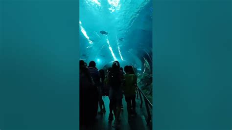 Aquariums Under Water Shortstaiwan Youtube