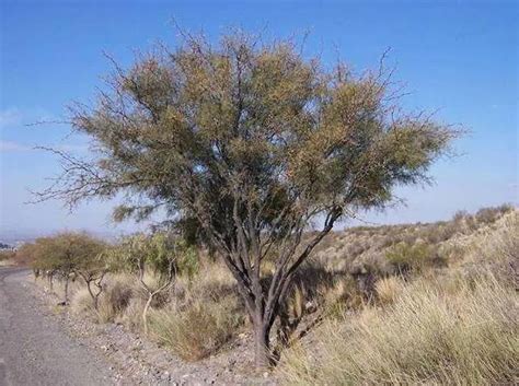 Flora Autóctona De Mendoza Diversidad Y Adaptación TeleFlor