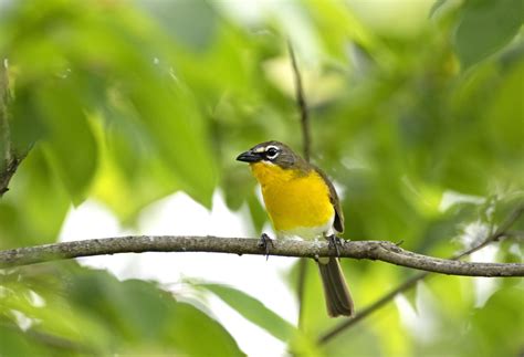 yellow breasted chat  town