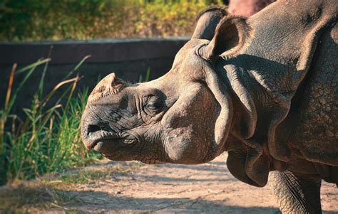 Sumatran Rhino Photos, Download The BEST Free Sumatran Rhino Stock ...