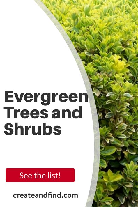 7 Fast Growing Evergreen Trees And Shrubs Fast Growing Evergreens