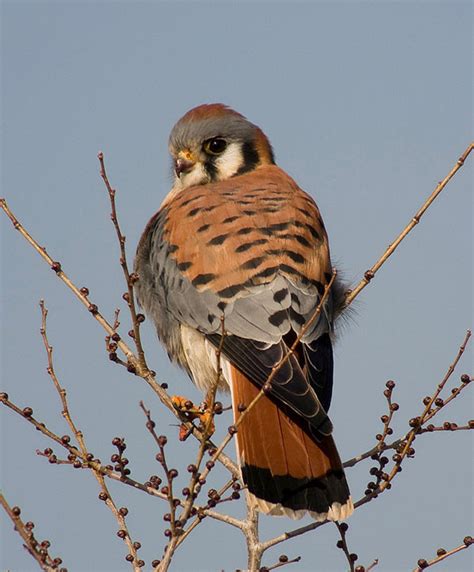 American Kestrel