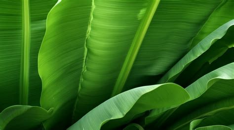 Texture Of Vibrant Green Banana Leaf Background Banana Leaf Fresh