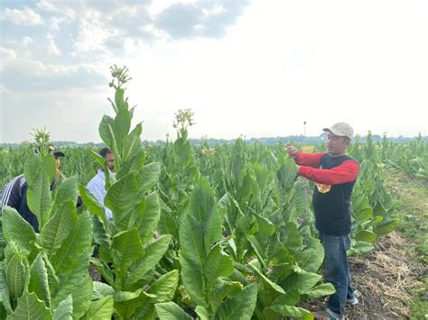 Pemkab Pengumuman Lomba Teknologi Tepat Guna Lampung Selatan Tahun