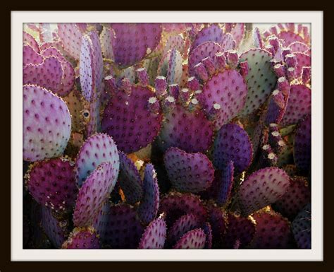 Purple Prickly Pear Cactus Plant Prickly Pear Purple Cactus | Etsy