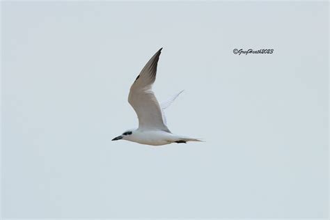 Greg Heath On Twitter Common Gull Billed Tern Pak Thale Petchaburi