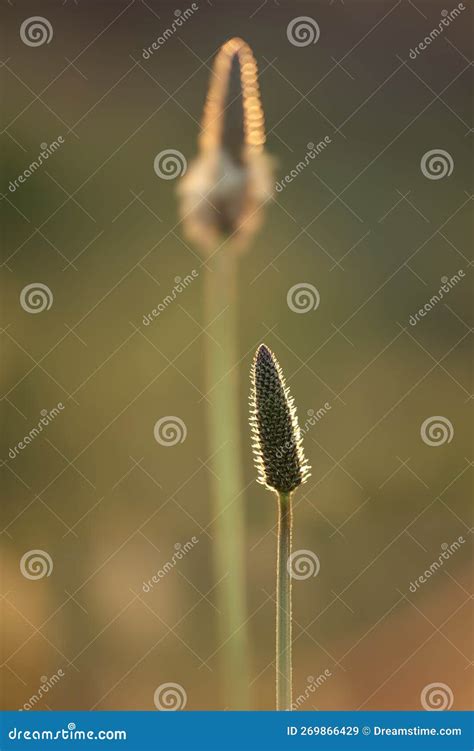 Backlit Stamen From Wild Flowers Stock Image Image Of Plant Closeup