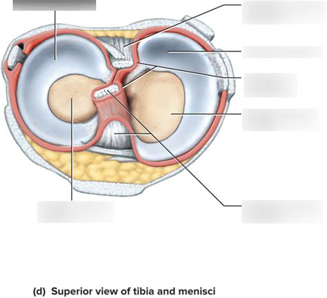 The Right Knee Joint Superior View Of Tibia And Menisci Diagram Quizlet