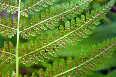 Athyrium filix-femina – Ballyrobert Gardens