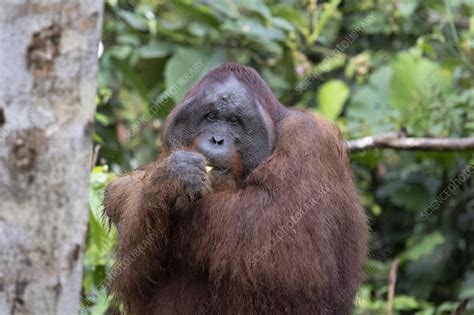 bornean orangutan stock image  science photo library