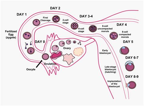 Fertilization Process, HD Png Download - kindpng