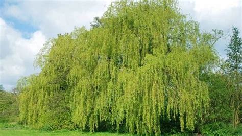 White Willow Bark Extract Salix Alba Linn S Babylonica S Capra S