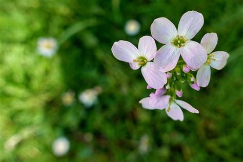 Écume Des Prés Cardamine Pratensis Photo gratuite sur Pixabay Pixabay