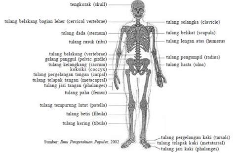 Gambar Rangka Manusia Beserta Penjelasannya Pulp