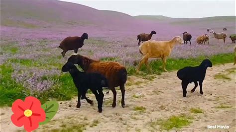 Beautiful Nature And Sheep Pastures In Northern Afghanistan طبیعت و