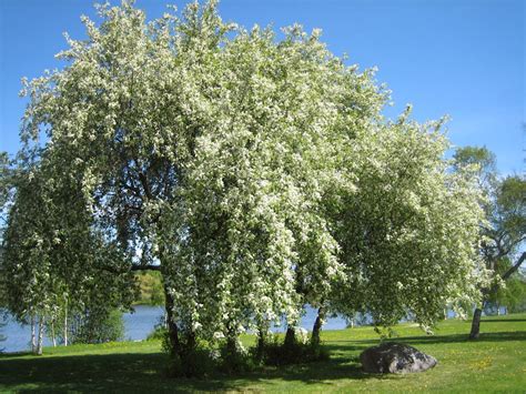 Trees Planet Prunus Padus Bird Cherry