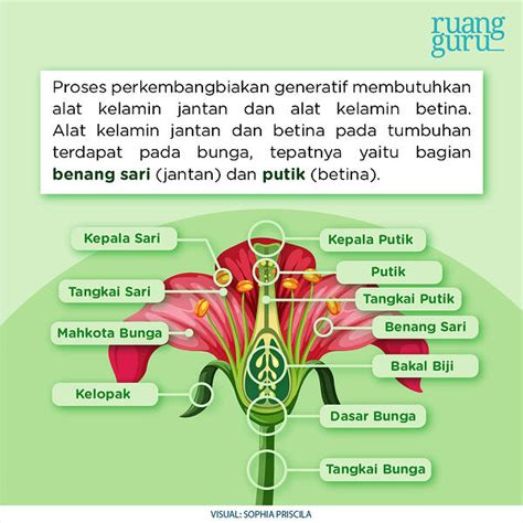 Perkembangbiakan Generatif Pada Tumbuhan Quizizz