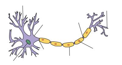 Soma (biology) - New World Encyclopedia