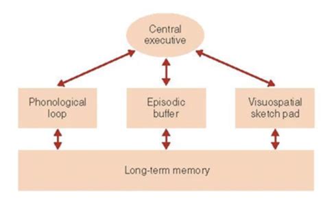 Psychology Memory The Working Memory Model Flashcards Quizlet