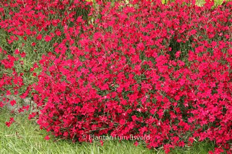 Dianthus Deltoides Flashing Light Esveld Shop