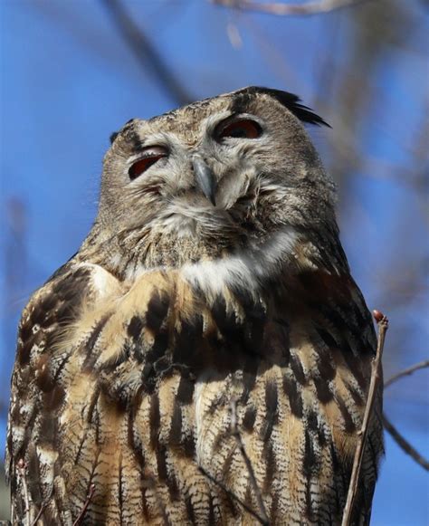 Cgtn On Twitter A Eurasian Eagle Owl Named Flaco Was Seen Sitting On