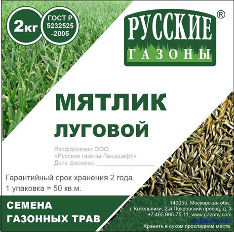 Мятлик луговой - фото и картинки: 60 штук