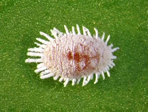 Pineapple Mealybug Dysmicoccus Brevipes Stock Photo Image Of