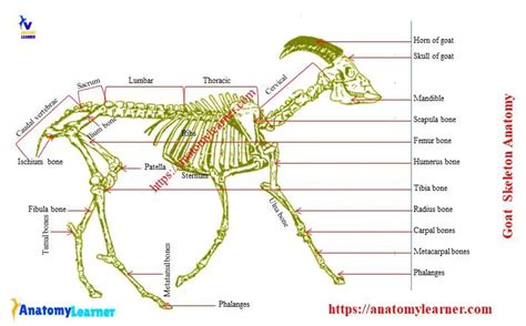 Goat Digestive System Diagram / The Goat Digestive System The Kebun - | Img Karisa