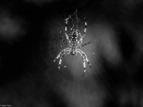 Spider Wallpapers Top Free Spider Backgrounds Wallpaperaccess