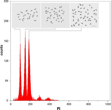 Polyploidy Detection In Coffea Through Chromosome Counting And Flow