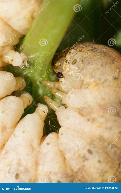 Trattori A Cingoli Della Farfalla Immagine Stock Immagine Di