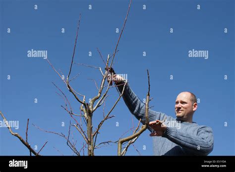 Plum tree, pruning Stock Photo - Alamy